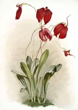 Masdevallia Harryana