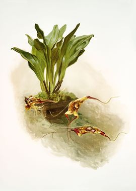 Masdevallia Chimaera Moore