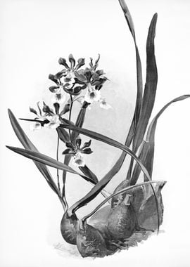 Orchids 1894 Black White