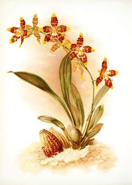 Odontoglossum Triumphans