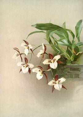 Odontoglossum Humeanum