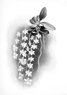 Orchids 1894 Black White