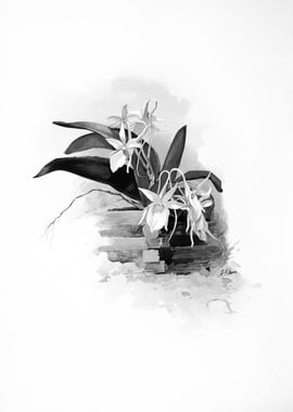 Orchids 1894 Black White