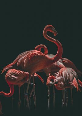 Flamingo Flair