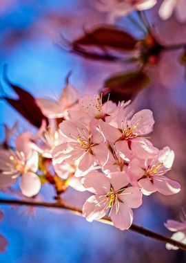 Sakura In The Tree Shade