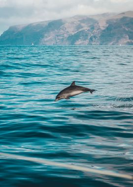 Lone Dolphin