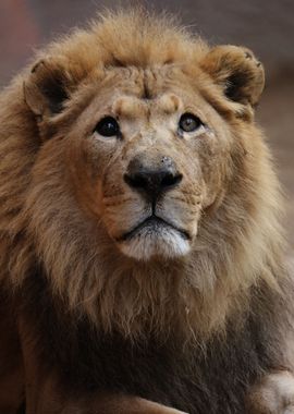 Lion portrait