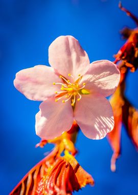 Japanese Cherry Flower