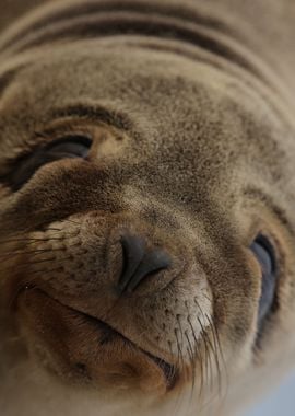 California sea lion