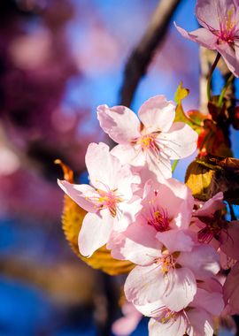 Cluster Of Cherry Blossoms