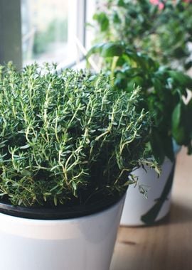 Herbs In The Kitchen