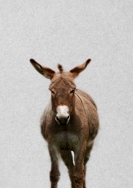 sweet donkey portrait 