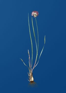 Allium Foliosum