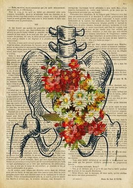 pelvis Human Anatomy