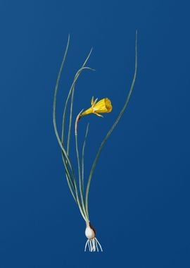 Vintage Daffodil on Blue