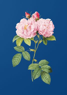 Italian Damask Rose