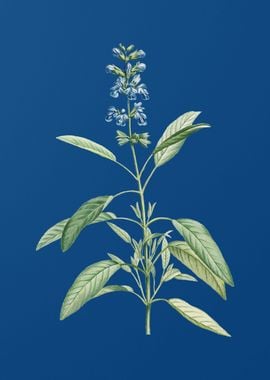 Blooming Sage Plant