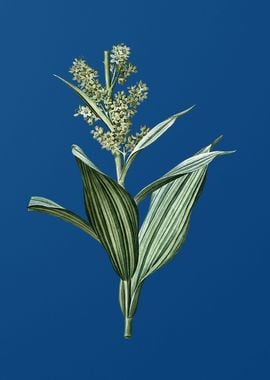 False Helleborine on Blue