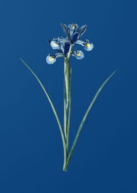 Spanish Iris on Blue