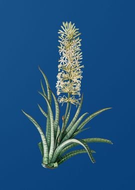 Snake Plant on Blue