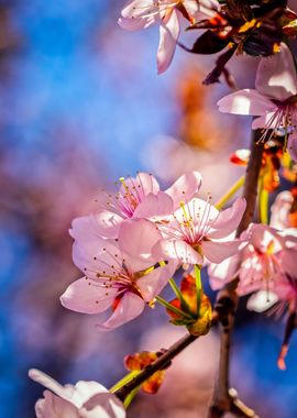 Brilliant Sakura Blossoms