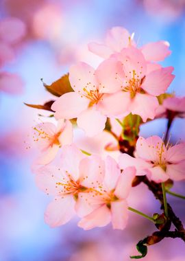 Delicate Sakura Flowers