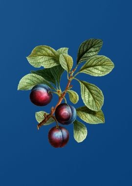 Cherry Plum on Blue