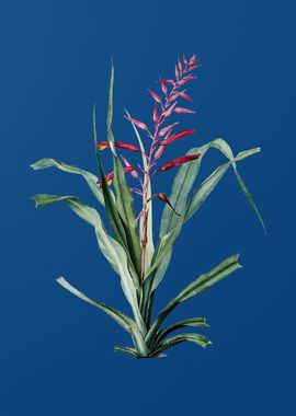 Pitcairnia Bromeliaefolia