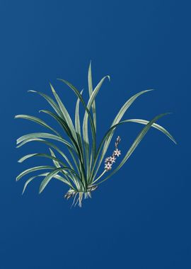 Sansevieria Carnea on Blue