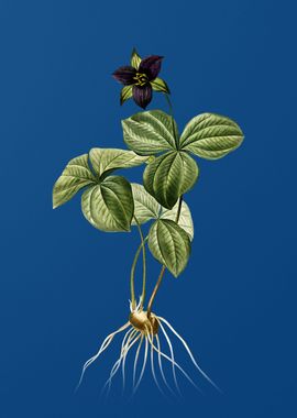 Trillium Rhomboideum