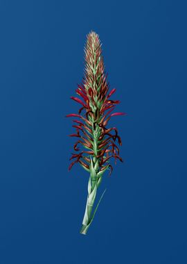 Pitcairnia Latifolia