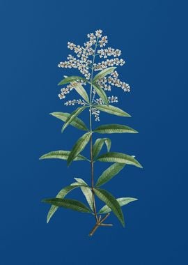 Lemon Verbena Branch