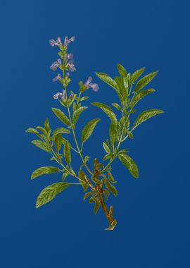 Garden Sage on Blue