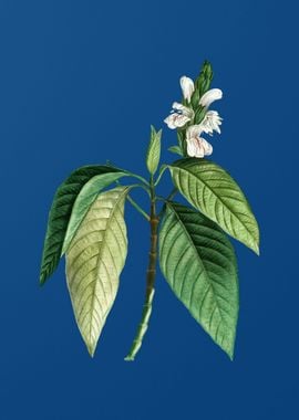 Malabar Nut