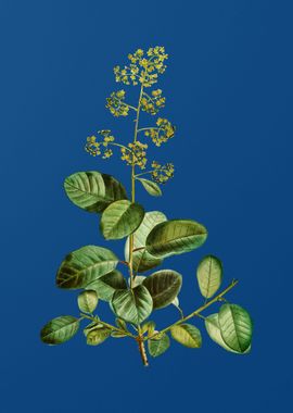 European Smoketree on Blue