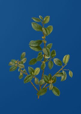 Italian Buckthorn on Blue