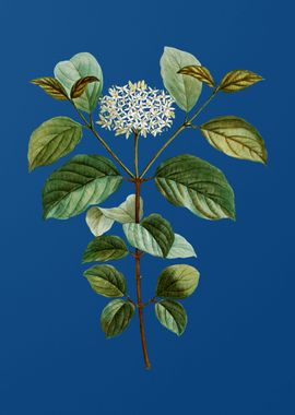 Common Dogwood on Blue