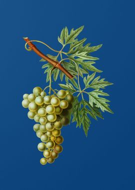 Grape Vine on Classic Blue