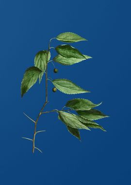 European Nettle Tree