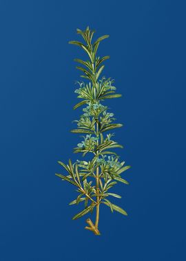 Rosemary on Classic Blue