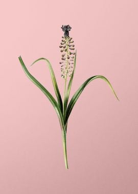 Grape Hyacinth on Pink