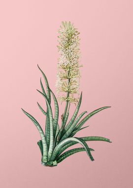 Snake Plant on Pink