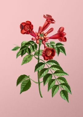 Red and Pink Flowers