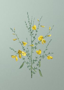 Yellow Broom Flowers