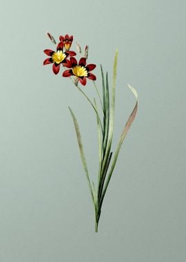 Ixia Tricolor on Green