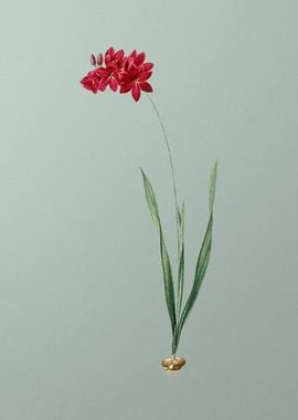 Ixia Filiformis on Green