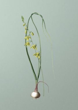 Albuca on Green