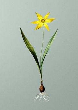 Tulipa Celsiana on Green