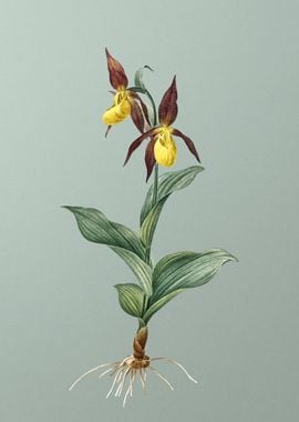 Ladys Slipper Orchid