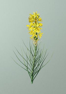 Yellow Asphodel on Green